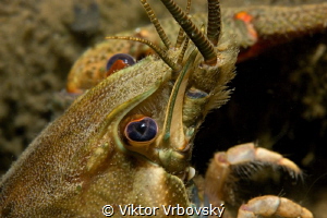 Eye to compound eye with the crayfish (Astacus astacus) by Viktor Vrbovský 